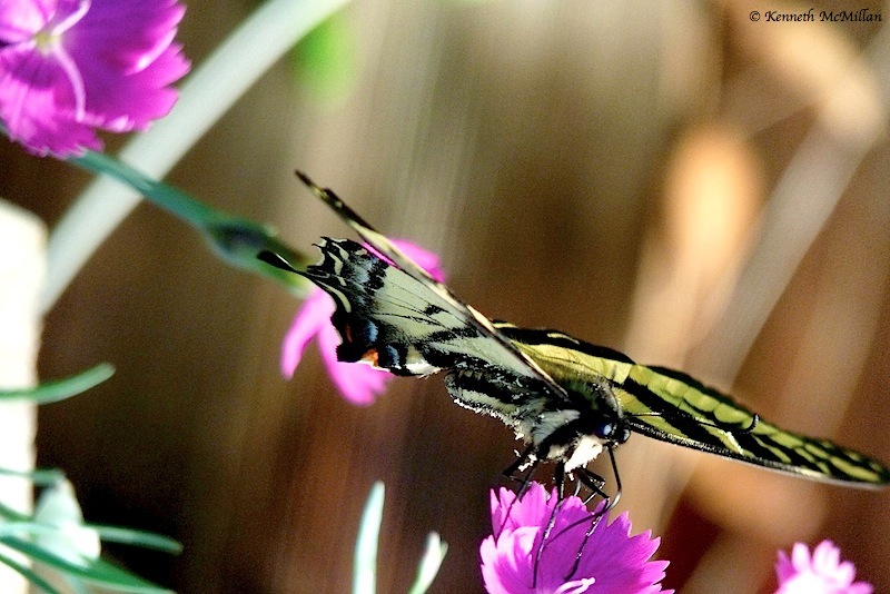 Anise Swallowtail Ready to Glide