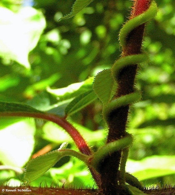 Kiwi Spiral