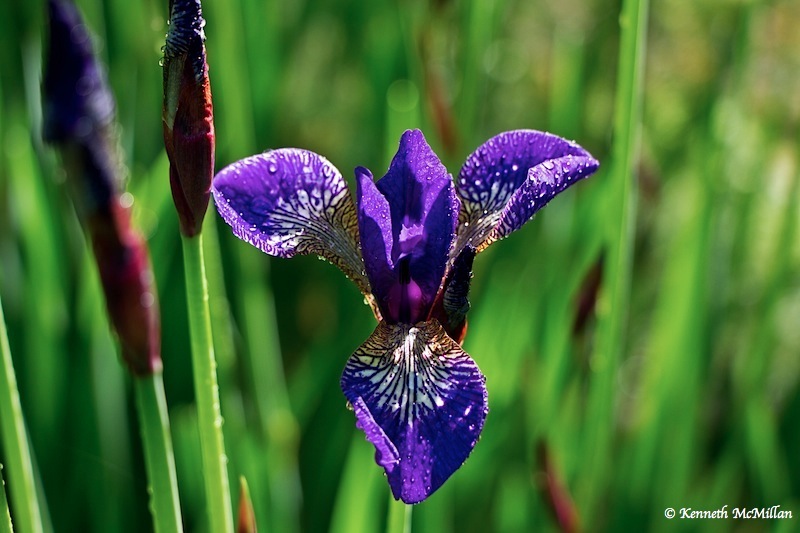 Iris Bud 3_watermarked