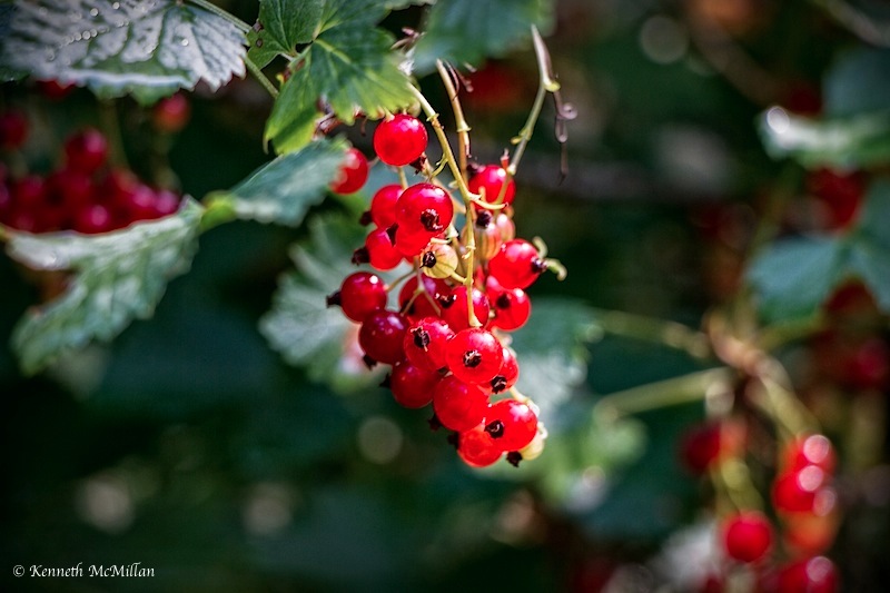 Red Currants_watermarked