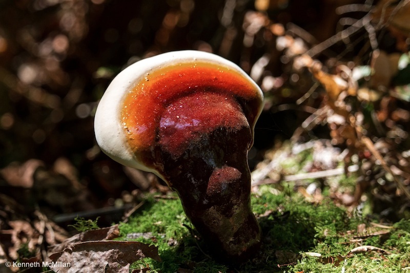 Red Belt Fungus (Fomitopsis pinicola)